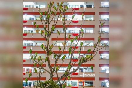 Choa Chu Kang parakeets a draw but detrimental to local ecosystem: Experts