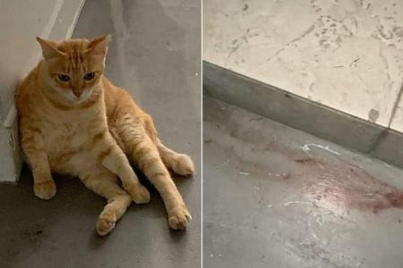 AVS probing 2 suspected cases of animal abuse; cat found dead in Hougang