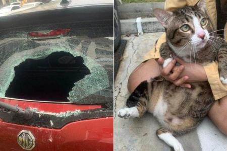 Cat in Bangkok survives 6-storey fall after landing on car, smashing windscreen