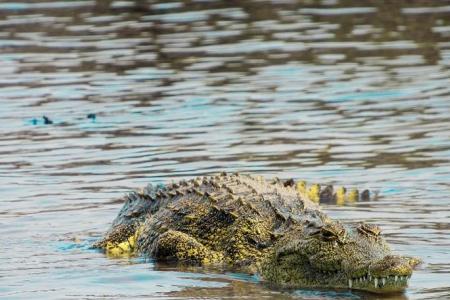 Friends watch helplessly as crocodile snatches man in Sabah