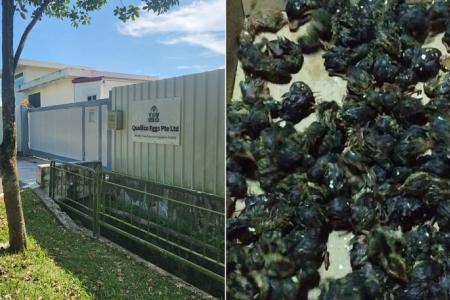 Trashed quail eggs reportedly from S'pore farm