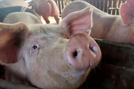 SFA refutes Indonesian report about Singapore’s ‘readiness’ to import pig carcasses from Bulan Island