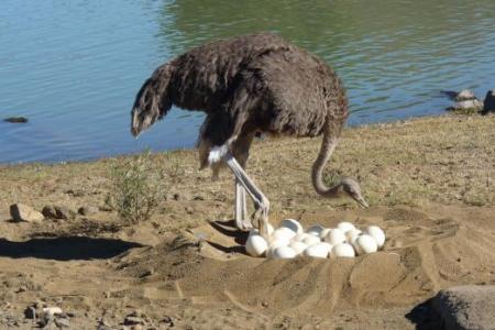 Japan researchers use ostrich cells to make glowing Covid-19 detection masks