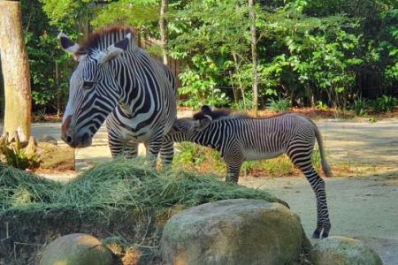 Meet Izara, Singapore Zoo's new zebra foal