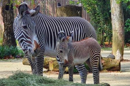 Meet Izara, Singapore Zoo's new zebra foal