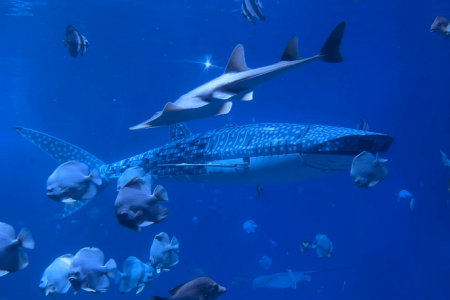 Angry visitors slam China aquarium for robot whale shark 