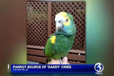 'Child in distress' turns out to be parrot