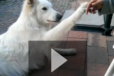 WATCH: Dog shakes head at smoking habit