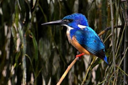 Learn about S'pore's biodiversity this weekend 