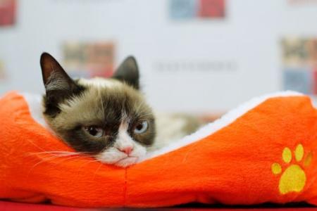 Why so grumpy, Grumpy Cat? You're worth US$100 million