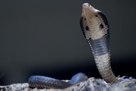 Dutch man’s genitals rot after bitten by cobra while on safari