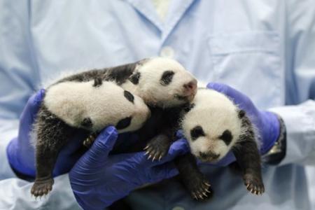 Park offers $22,000 for naming panda triplets