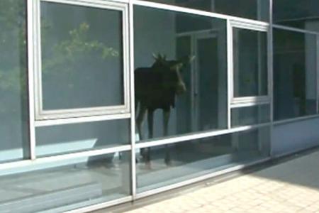 Elk randomly walks into an office building 