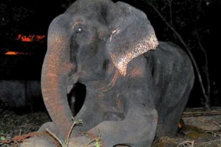 Back to life in chains for Raju the crying elephant?