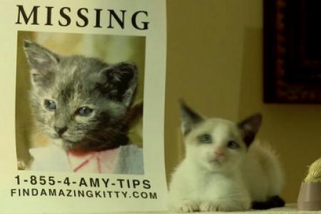 WATCH: Did you love Gone Girl? Here's the cat version