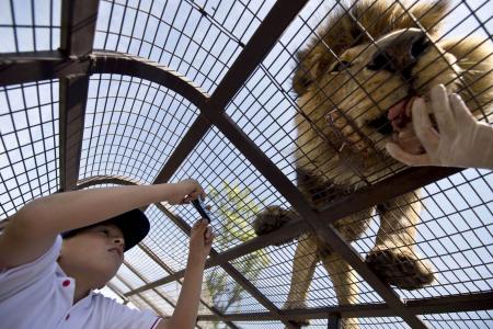Want to tickle a lion's tummy? Visit this zoo in Chile