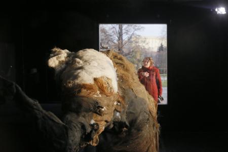 GALLERY: Ancient baby mammoth on display in Moscow