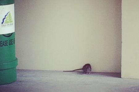 Rat 'as big as a kitten' spotted in Choa Chu Kang - and it's not afraid of you