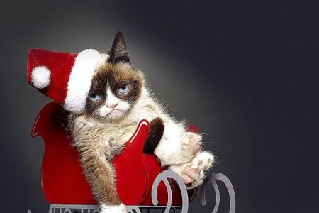 Grumpy Cat a diva? Prima Donna? She just looks that way, co-star tells TNP