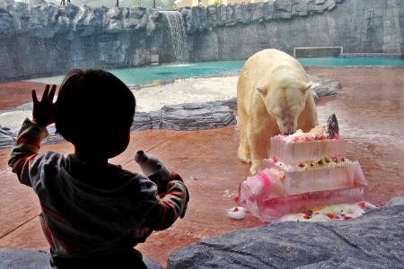 Inuka the polar bear celebrates 24th birthday with 'ice kachang' cake