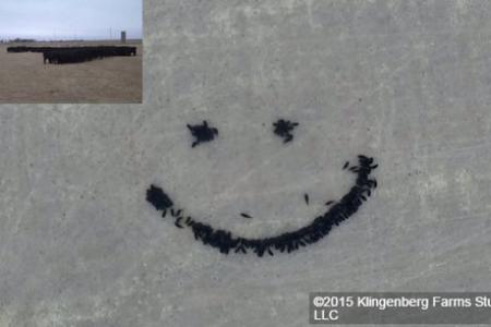 WATCH: #CowArt - farmer herds his cows to form giant smiley face