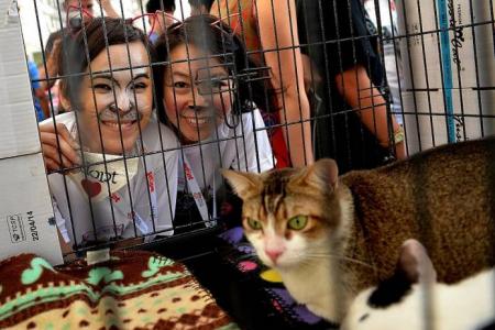 Purr-fect day at Responsible Pet Ownership event