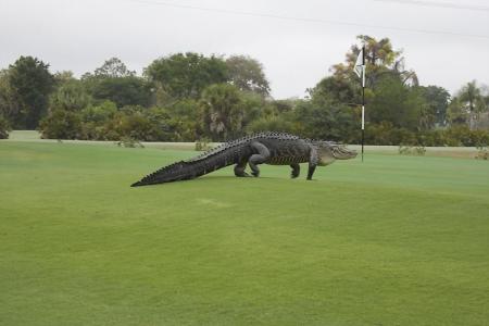 Golfers, keep calm & carry on: Never mind the alligator on the green