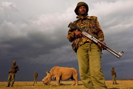 Last male northern white rhino under 24/7 armed guard to save species from extinction
