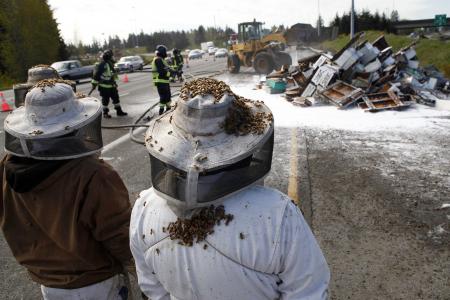 Truck carrying 14 million bees overturns on US highway