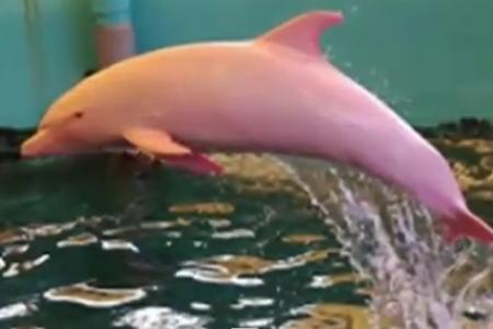 Rare dolphin in Japan turns pink when emotional