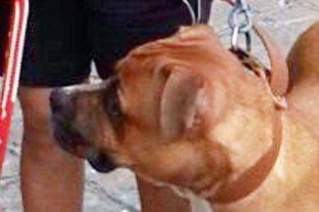 Boxer dog tears off flesh from man's arm