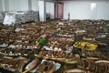 "Tea leaves" are $8M of illegal ivory & more