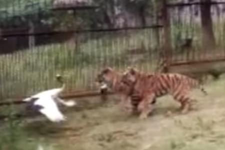 Real life Kung Fu Panda: crane fends off hungry tigers