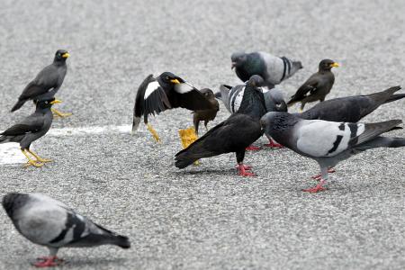 Pigeon arrested in India ... for spying?