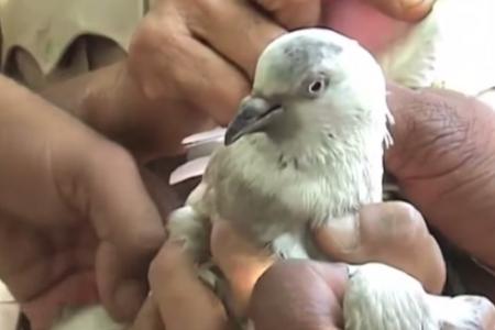 Pigeon arrested in India ... for spying?