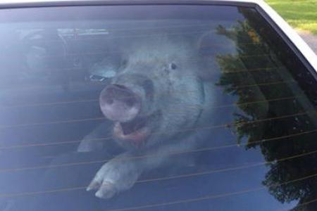Pig takes a dump in police car and gets away with it