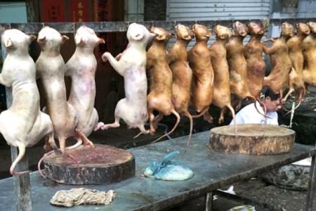 Chinese dog-eating festival being carried out secretly?