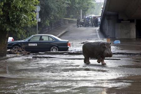 Animals on the loose after flood