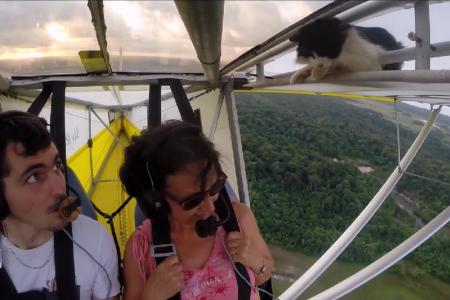 WATCH: Pilot shocked as he finds stowaway cat in mid-flight