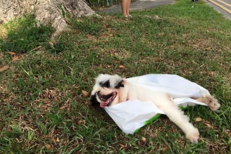 Blind and sick dog found in plastic bag by roadside