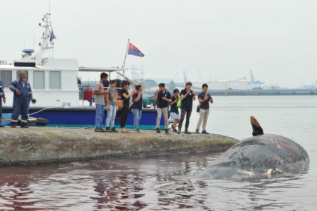 Sperm whale carcass found near Jurong Island