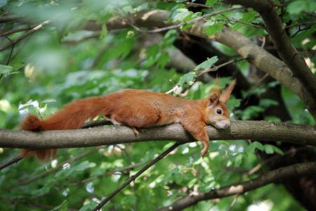 'Drunk' squirrel goes nuts, wrecks private bar