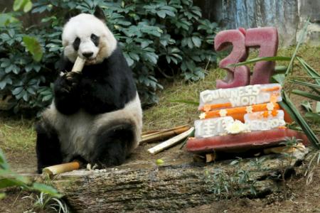 Happy birthday! World's oldest panda turns 37