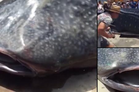 Too cruel! Whale shark butchered alive at Chinese market