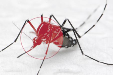 NEA advises travellers to mozzie-proof homes as dengue cases soar