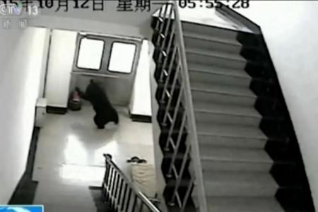 Black bear shot dead after it wanders into school