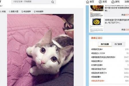 Outcry over cat meat in China