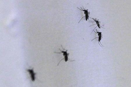 Woman, 59, latest dengue death