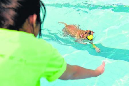 Singapore volunteers help walk dogs from animal shelters