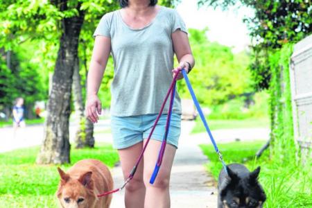 Singapore volunteers help walk dogs from animal shelters